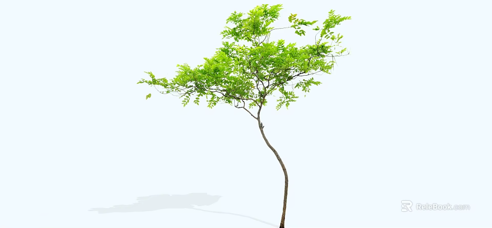 Slender Trunk Arbor With Lush Green Leaves And White Background Shadow 3d model 