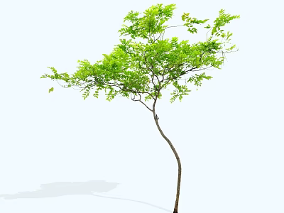 Slender Trunk Arbor With Lush Green Leaves And White Background Shadow 3d model