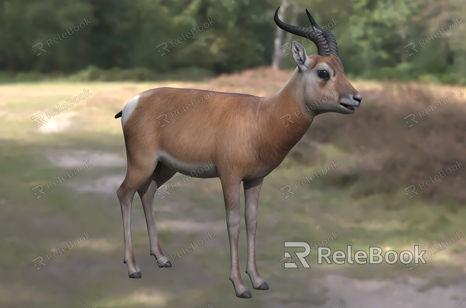 Przewalski's gazelle Huangyang Beach Huangyang Beach gazelle diagonal antelope animals model