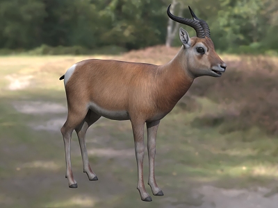 Przewalski's gazelle Huangyang Beach Huangyang Beach gazelle diagonal antelope animals model