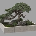 Stylish Bonsai Pine Tree in Square Concrete Container with Rocks and Small Plants 3d model