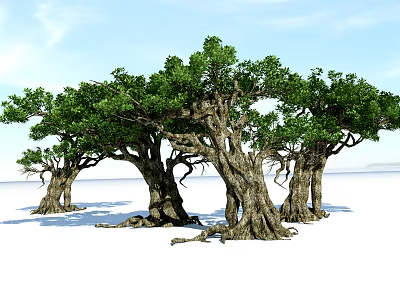Ancient Trees with Thick Trunks and Lush Green Foliage Under Blue Sky on White Ground 3d model