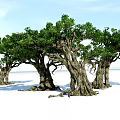 Ancient Trees with Thick Trunks and Lush Green Foliage Under Blue Sky on White Ground