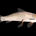 Silver Freshwater Fish With Streamlined Body Scales Fins And Tail On Black Background