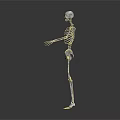 Detailed Human Skeleton Model Displaying Body Organs Structure On White Background
