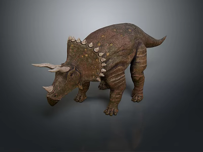 Realistic Triceratops Standing Model With Brown Skin Three Horns And Spiked Back On Gray Background 3d model