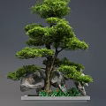 Lush Arbor Bonsai Display With Rocks Green Foliage And Decorative Base