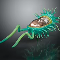 Green Organ Structure With Hair Like Projections And Detailed Golden Core
