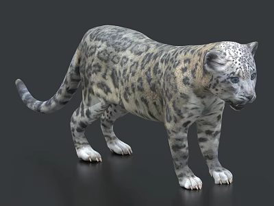 Realistic Snow Leopard With Spotted Gray Fur And White Paws In Standing Pose 3d model