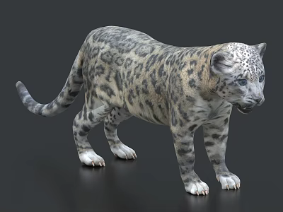 Snow Leopard Leopard Little Leopard Little Snow Leopard Snow Leopard Cubs 3d model