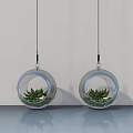 Hanging Green Plants in Transparent Spherical Planters Against White Wall and Smooth Surface