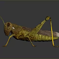 Realistic Yellow Grasshopper 3D Render With Black Stripes Long Legs And Body Details