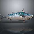 Striped Aquatic Fish With Blue Silver Body And Reflection On Gray Background