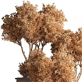 Lush Green Bonsai Potted Plants With Brown Trunks In Striped Planters
