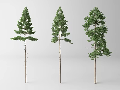 Three Different Tall Arbor Trees With Green Foliage And Straight Trunks 3d model
