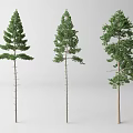 Three Different Tall Arbor Trees With Green Foliage And Straight Trunks