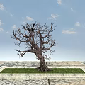 Leafless Arbor with Rough Trunk in Square Grassy Area on Stone Pavement Under Blue Sky