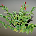 Green Plant Featuring Red Flower Spikes Lush Green Leaves and Bushy Foliage