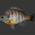 Vibrant Colorful Fish With Large Eyes Orange Purple Hues Shiny Scales As Aquatic Animal