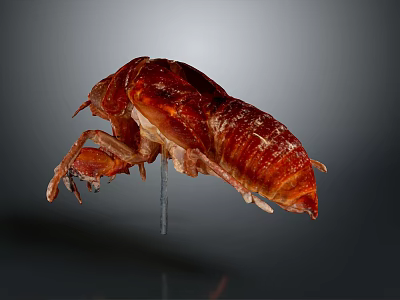 Red Insect Specimen Mounted On Metal Pin Against Dark Background 3d model