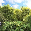 Lush Green Shrubs in Sunlit Garden with Colorful Flowers and Leafy Foliage
