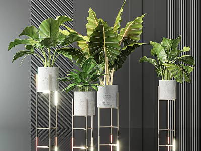 Potted Bonsai Plants With Large Green Leaves Gray Pots Metal Stands And Black Striped Wall 3d model