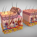 Medical Device Displaying Skin Structure 3D Anatomical Model For Medical Education