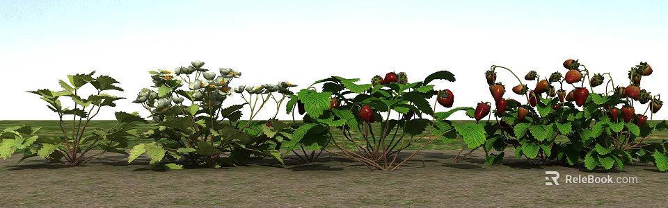 Strawberry Plants with Red Strawberries Green Leaves and White Flowers Growing Together 3d model 