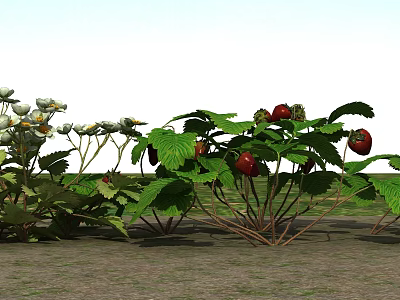 Strawberry Plants with Red Strawberries Green Leaves and White Flowers Growing Together 3d model