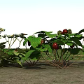Strawberry Plants with Red Strawberries Green Leaves and White Flowers Growing Together