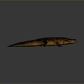 Crocodile Alligator Nile Crocodile carnivore reptile cold-blooded animal reptile 3d model