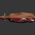 Cow Muscle Anatomy 3D Anatomical Model Showing Detailed Muscular Structure