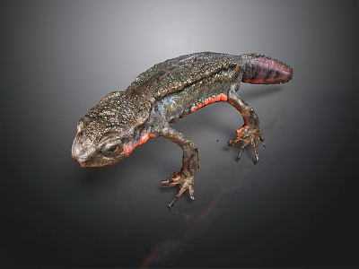 Dark Gray Salamander With Red Accents On Limbs And Textured Skin 3d model