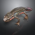Dark Gray Salamander With Red Accents On Limbs And Textured Skin