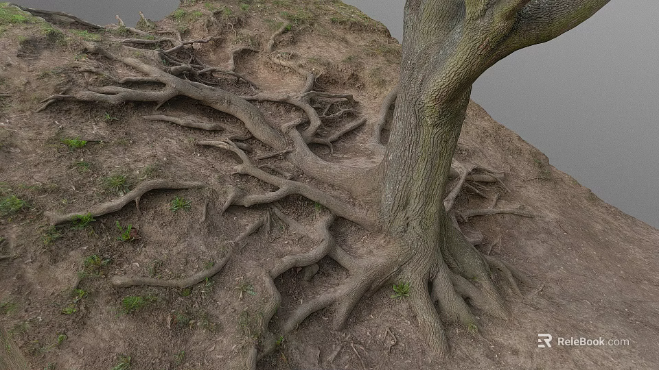 Old Tree With Exposed Roots Growing In Soil And Small Grass Around Trunk 3d model 