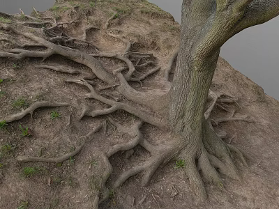 Old Tree With Exposed Roots Growing In Soil And Small Grass Around Trunk 3d model
