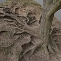 Old Tree With Exposed Roots Growing In Soil And Small Grass Around Trunk