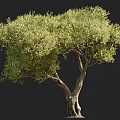 Tall Arbor Tree with Thick Trunk Lush Green Leaves and Human Silhouette
