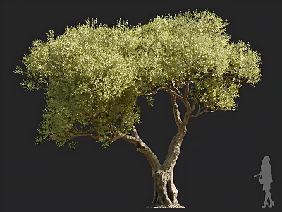 Tall Arbor Tree with Thick Trunk Lush Green Leaves and Human Silhouette 3d model