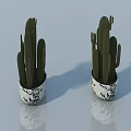 Cactus Bonsai Plants in Black and White Patterned Pots on Shiny Surface with Reflections