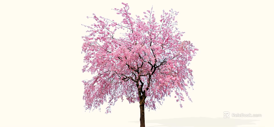 Gorgeous Flowering Arbor With Pink Blossoms In Full Bloom And Weeping Branches 3d model 