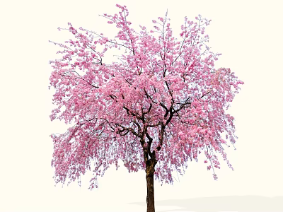 Gorgeous Flowering Arbor With Pink Blossoms In Full Bloom And Weeping Branches 3d model