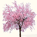 Gorgeous Flowering Arbor With Pink Blossoms In Full Bloom And Weeping Branches