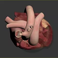 Medical Device 3D Heart Model for Anatomical Study and Educational Use 3d model