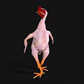 Featherless Chicken With Red Comb And Yellow Feet On Black Background