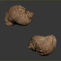 Two Conch Shells With Orange Brown Textured Surface On Black Background Reflections