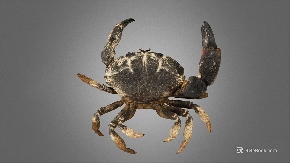 Close Up View Of Dark Colored Patterned Crab With Large Claws On Gray Background 3d model 