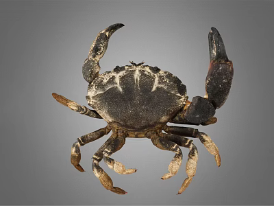 Close Up View Of Dark Colored Patterned Crab With Large Claws On Gray Background 3d model