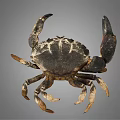 Close Up View Of Dark Colored Patterned Crab With Large Claws On Gray Background