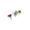 Three Varieties of Hanging Bougainvillea Plants With White Pink Yellow Flowers